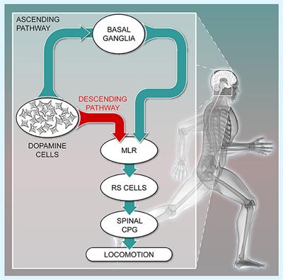 Dopamine and the Brainstem Locomotor Networks: From Lamprey to Human